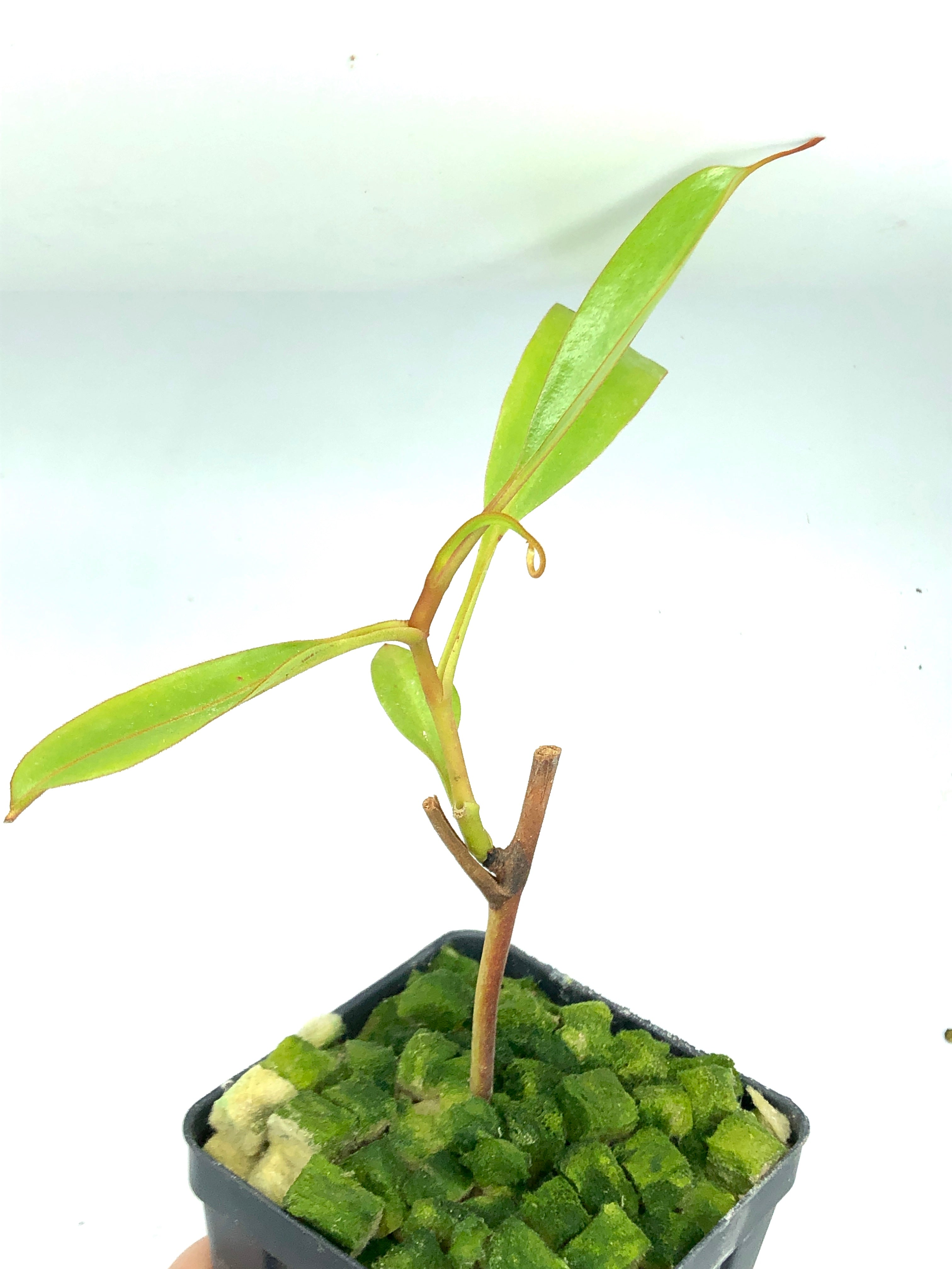 Nepenthes epiphytica