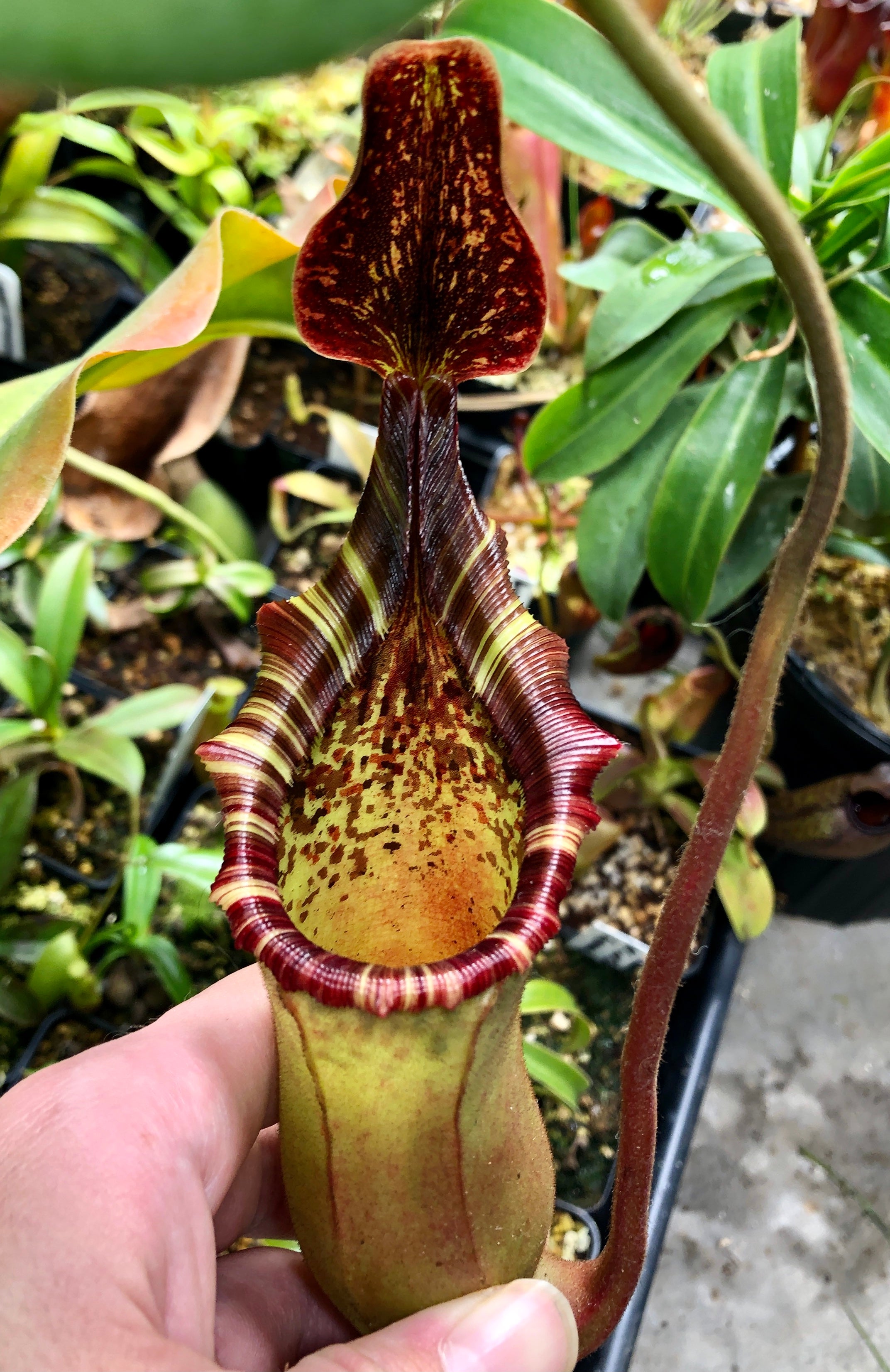 Nepenthes veitchii x lowii BE