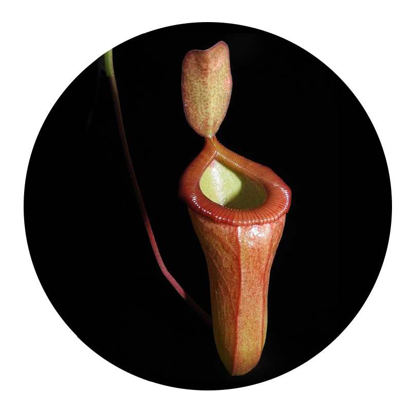 Nepenthes Ventricosa x Dubia BE-3742