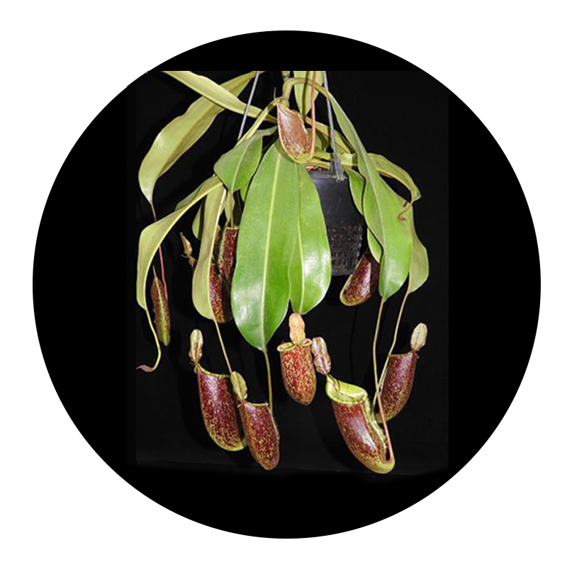 Nepenthes Ampullaria x (Veitchii x Lowii) BE-4027