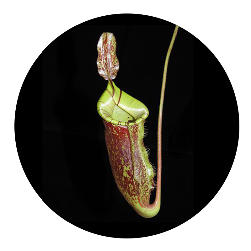 Nepenthes Ampullaria x (Veitchii x Lowii) BE-4027