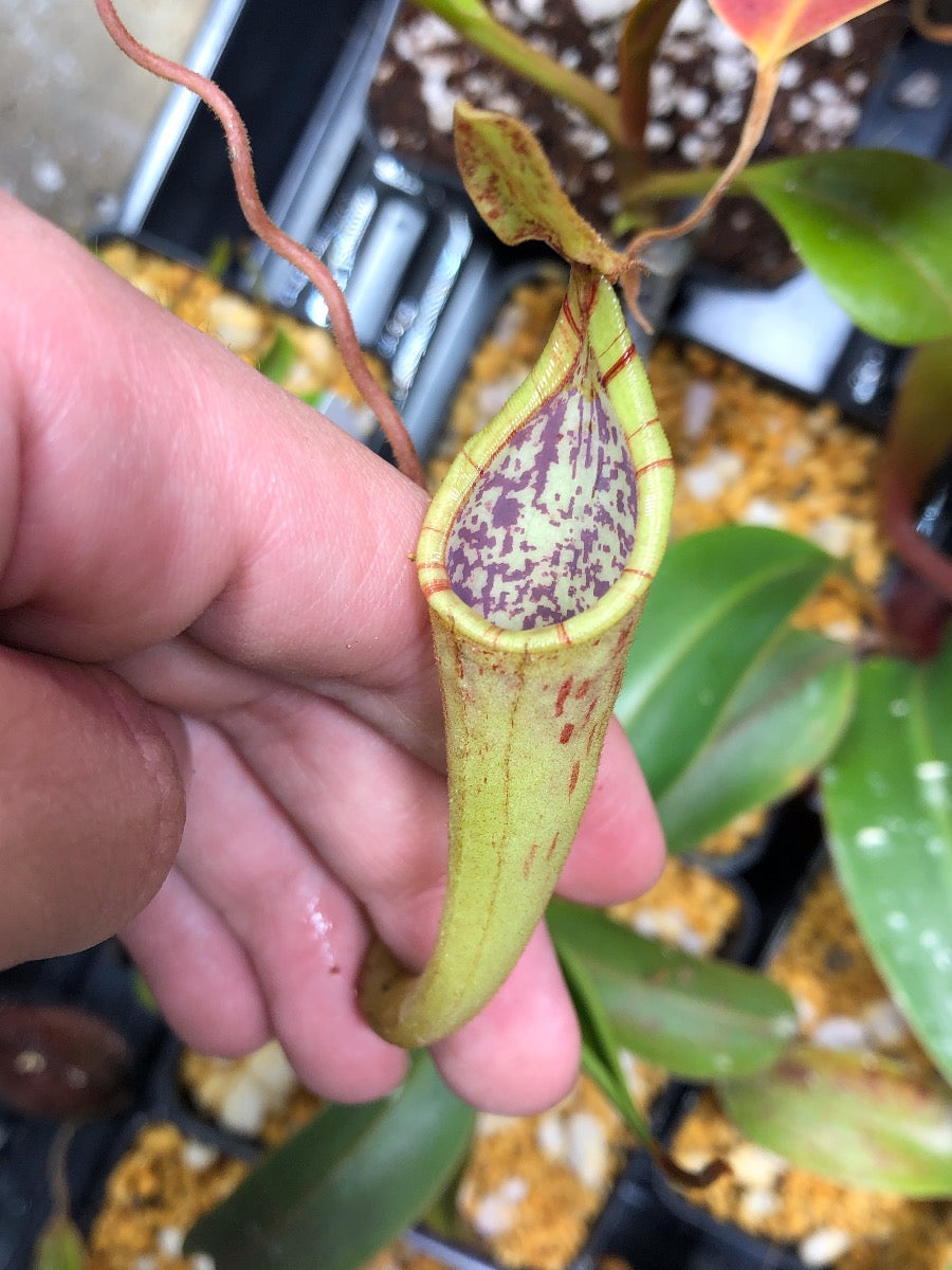 Nepenthes epiphytica