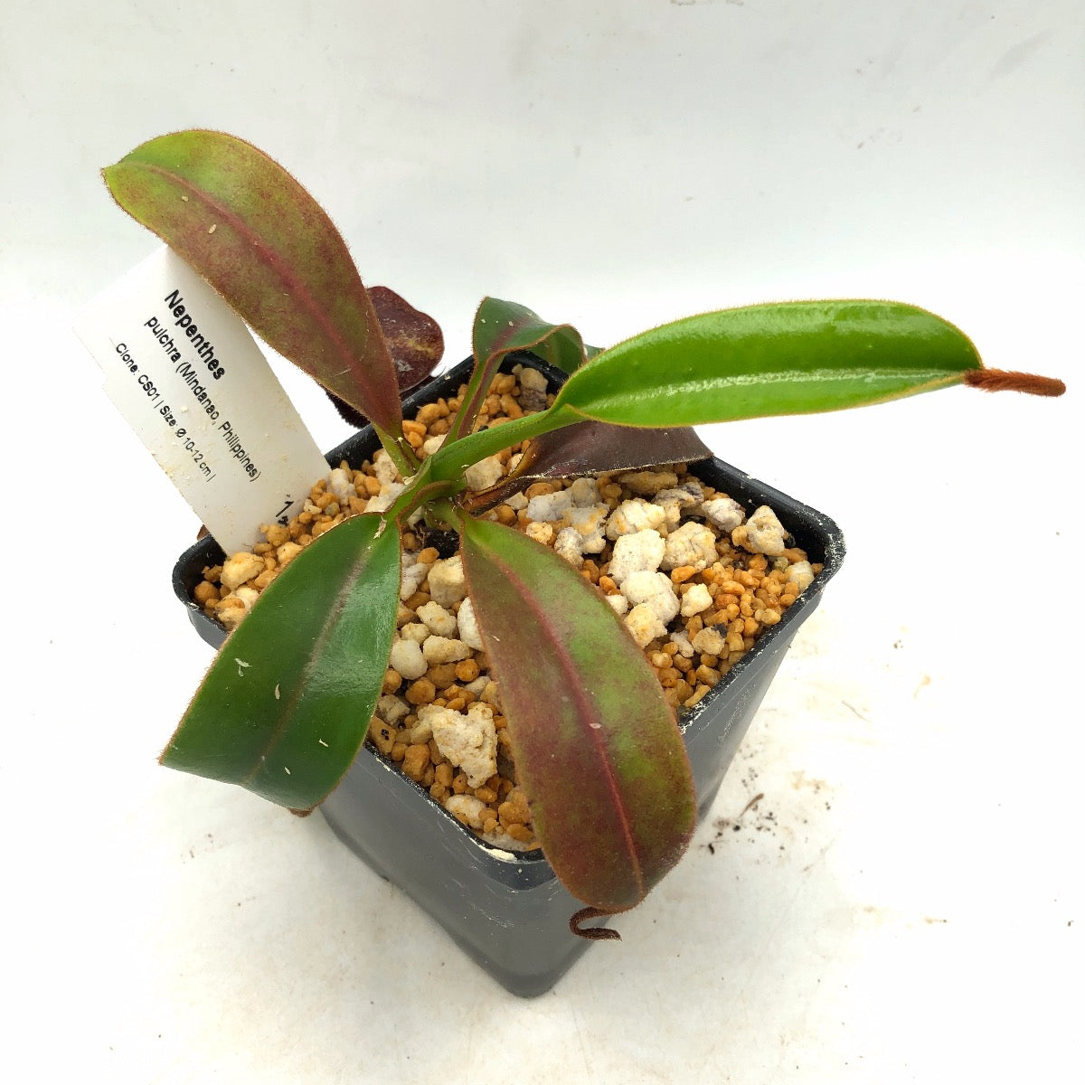 Nepenthes pulchra AW