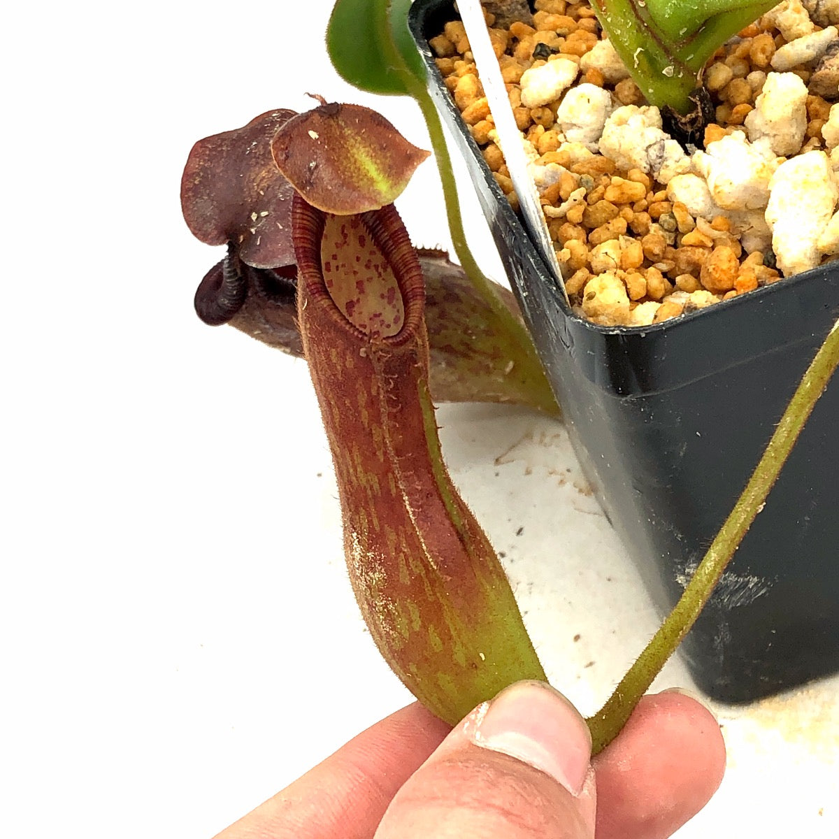 Nepenthes pulchra AW