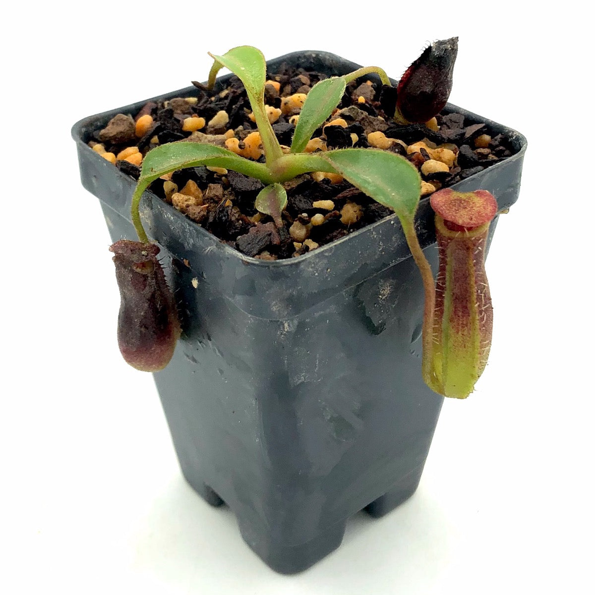 Nepenthes lowii Trusmadi x Murud Seed Grown