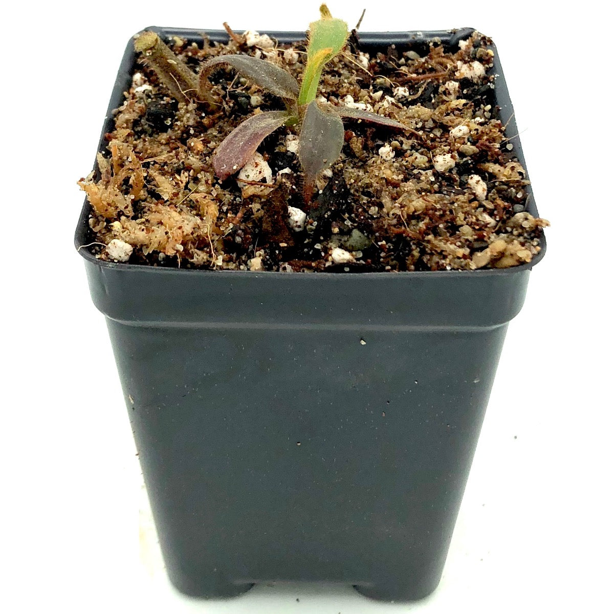 Nepenthes platychila x mollis Seed Grown CK