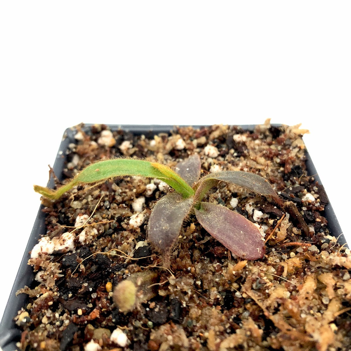 Nepenthes platychila x mollis Seed Grown CK