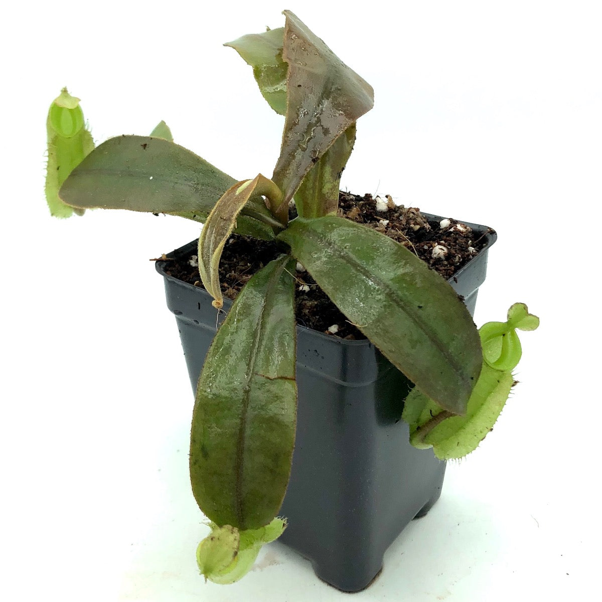 Nepenthes ampullaria BE-3450