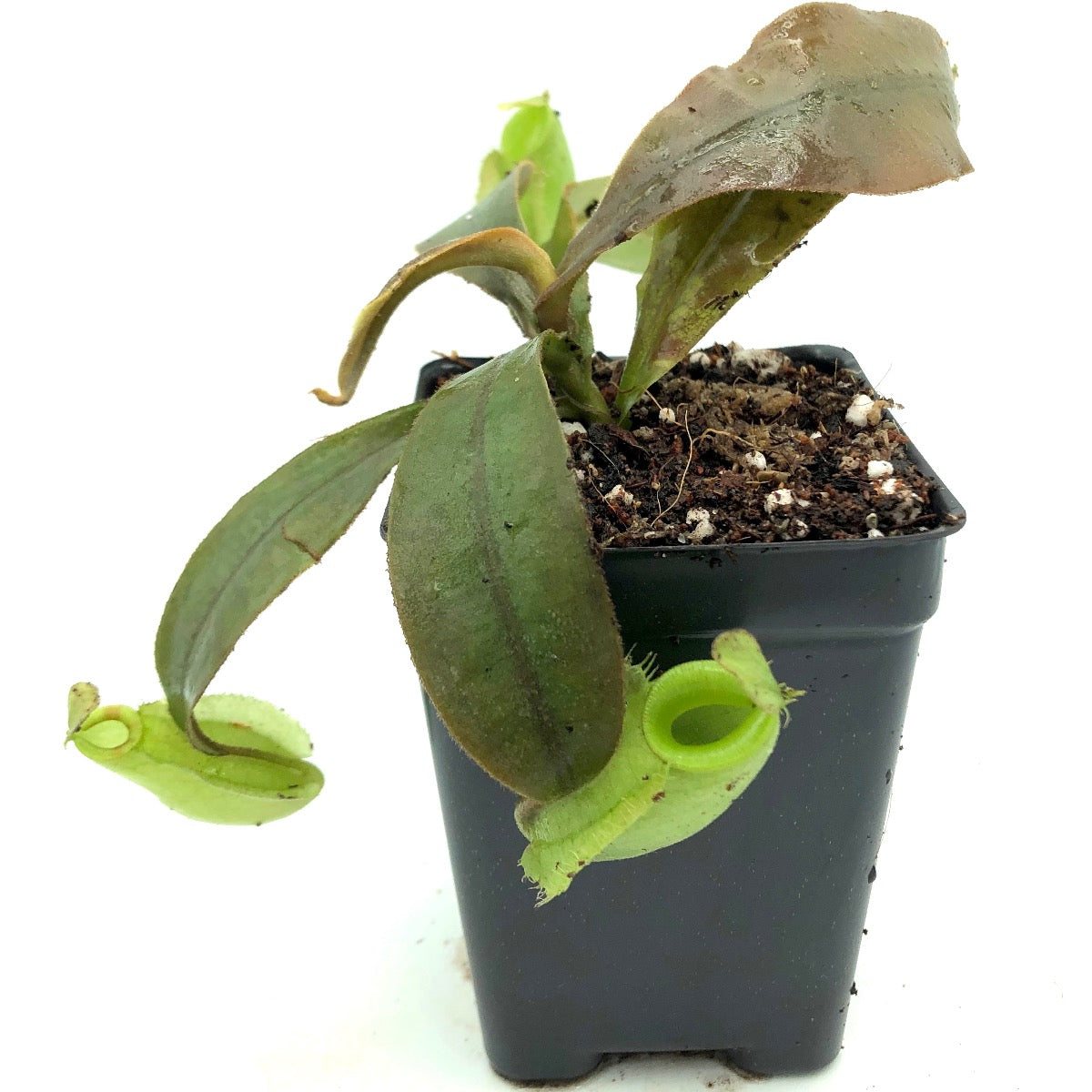 Nepenthes ampullaria BE-3450