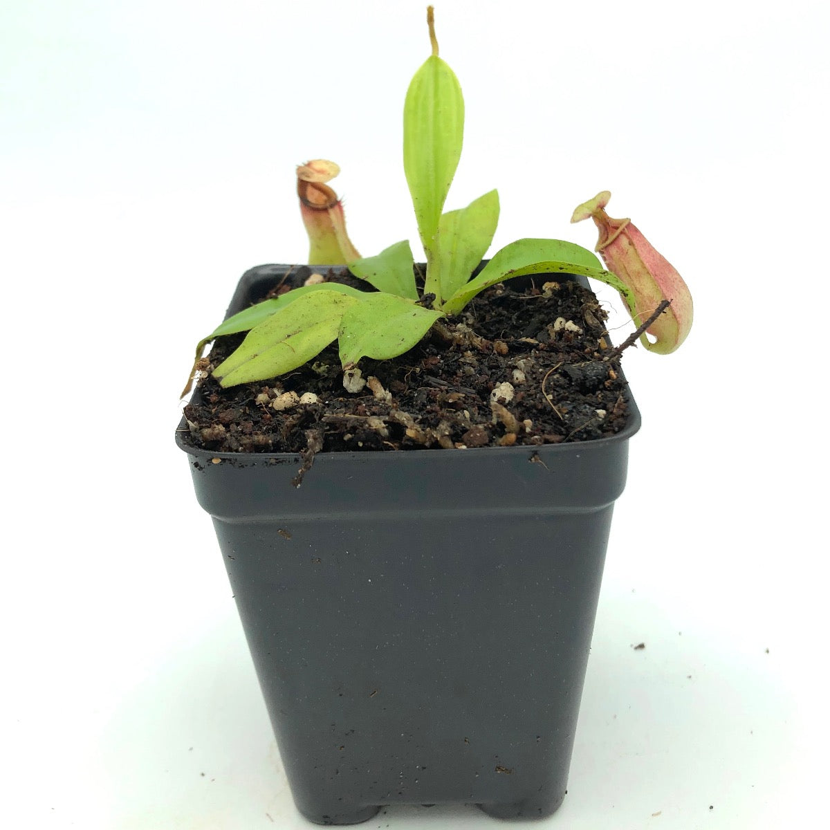 Nepenthes bicalcarata Brunei Red Flush BE-3031