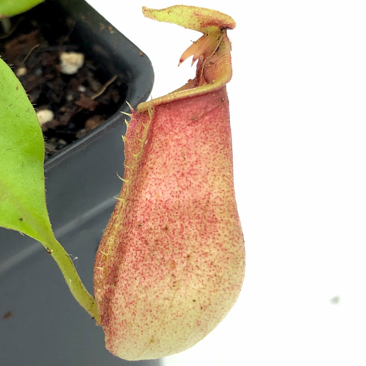 Nepenthes bicalcarata Brunei Red Flush BE-3031