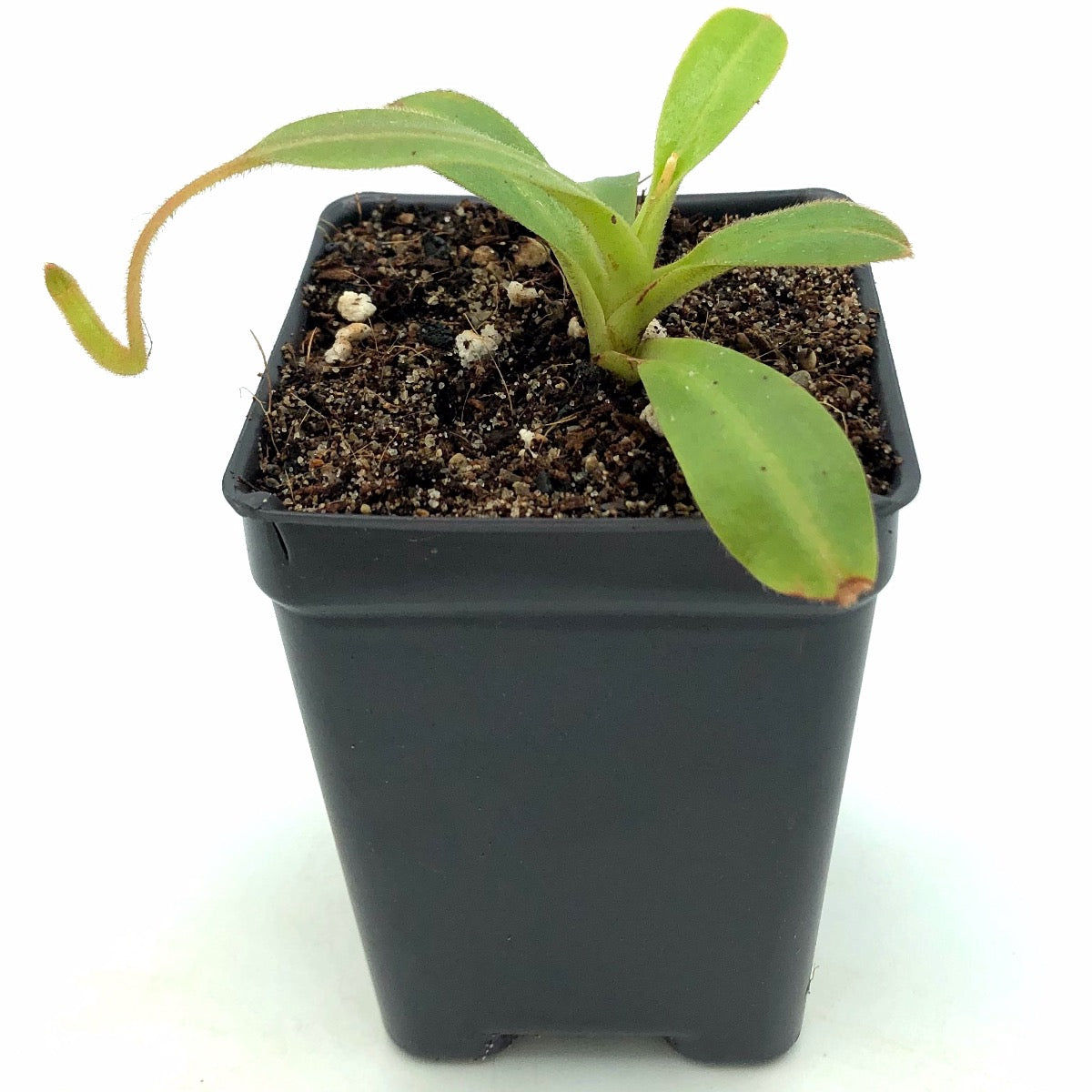Nepenthes klossii BE-3452