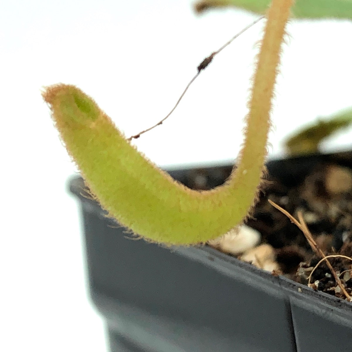 Nepenthes klossii BE-3452