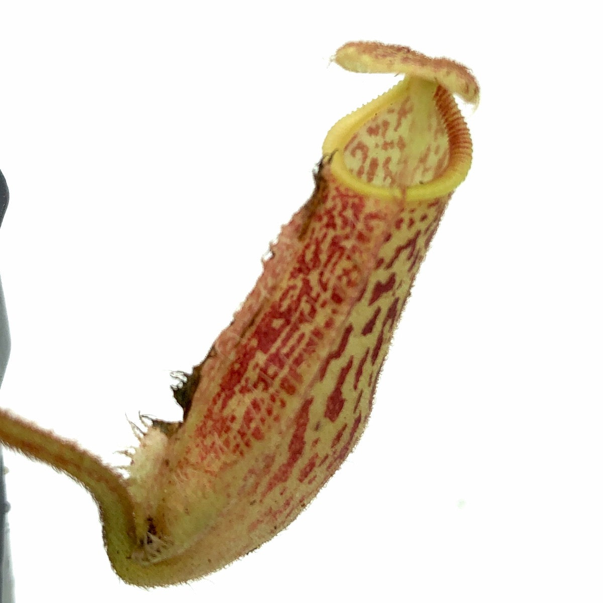 Nepenthes hamata x platychila BE-4043