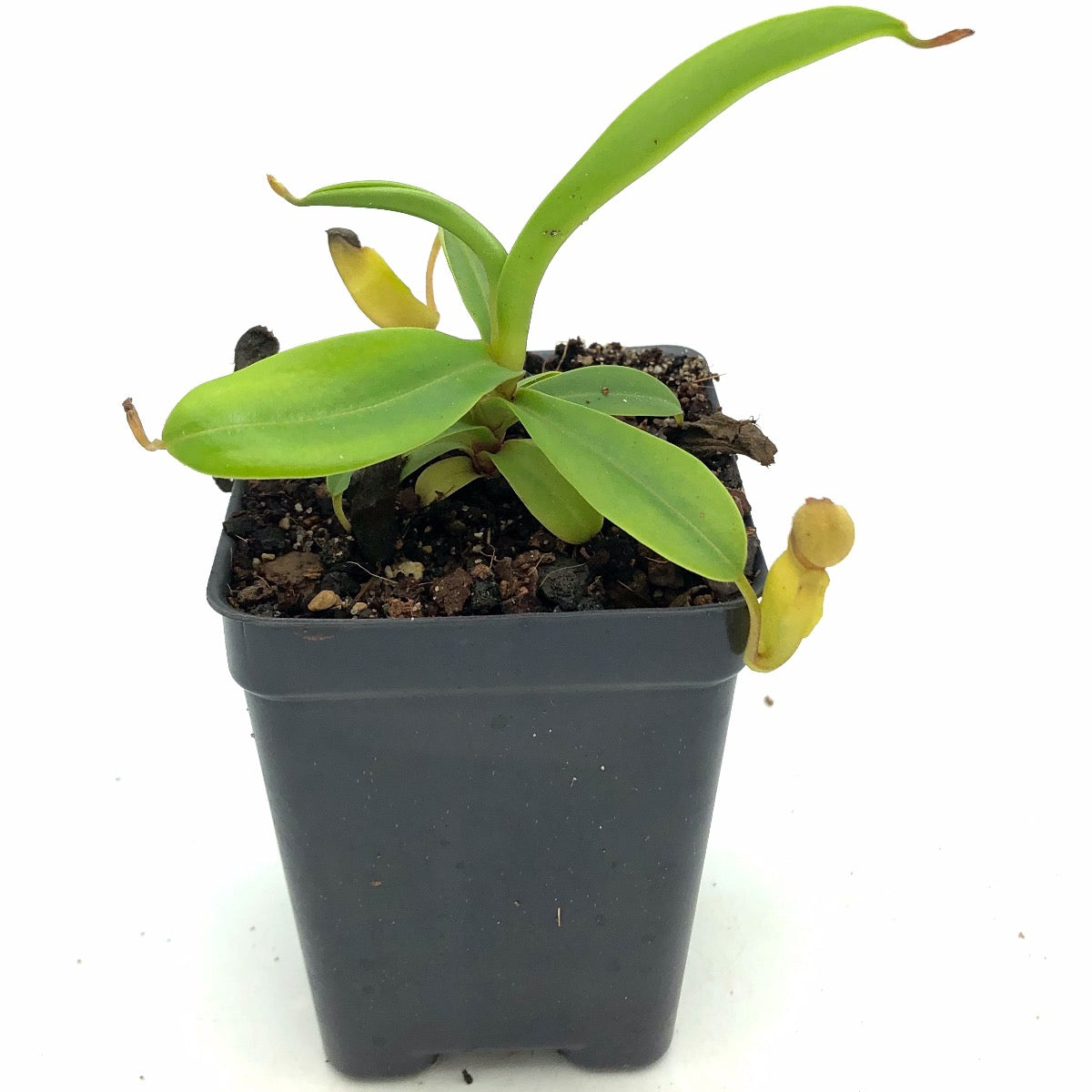 Nepenthes inermis Seed Grown CK