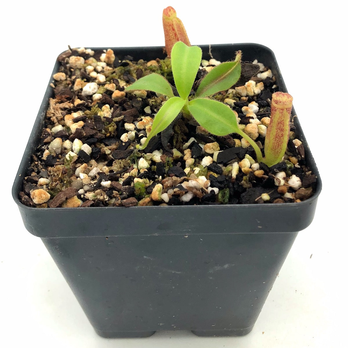Nepenthes glandulifera x lowii Seed Grown CK
