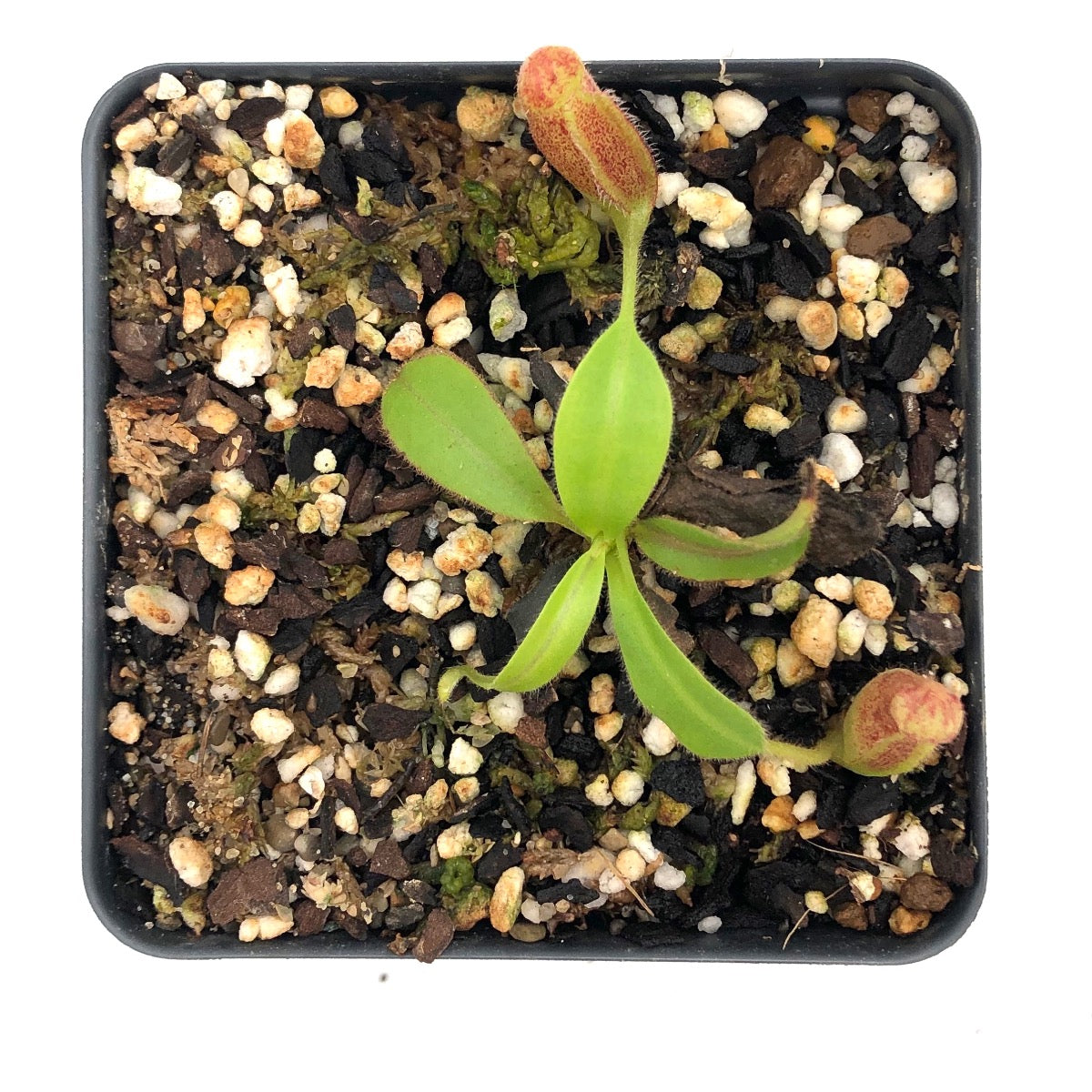 Nepenthes glandulifera x lowii Seed Grown CK