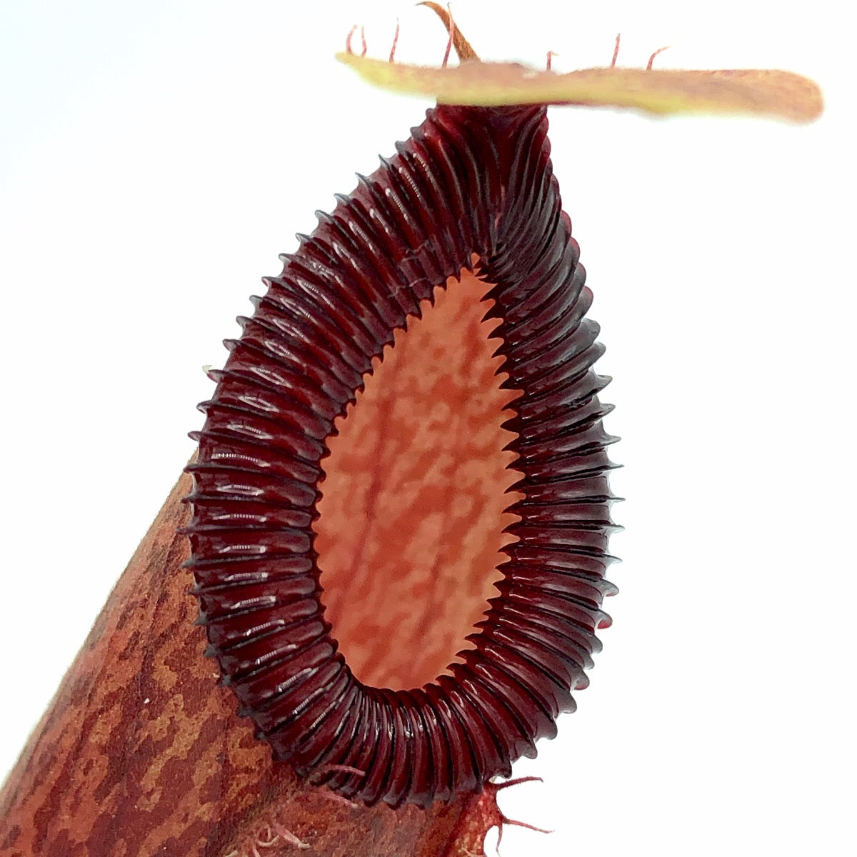 Nepenthes ventricosa x hamata BE-3672
