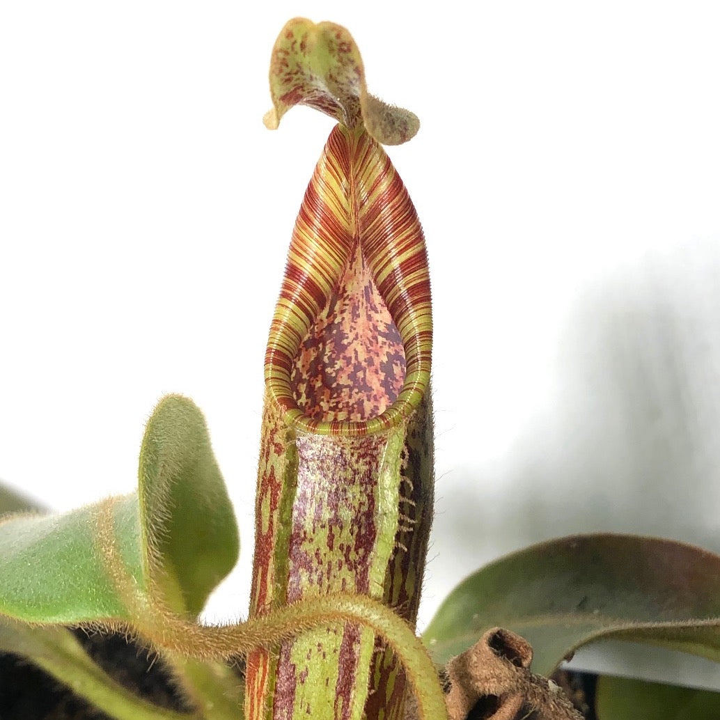 Nepenthes minima x mollis BULK! 16X