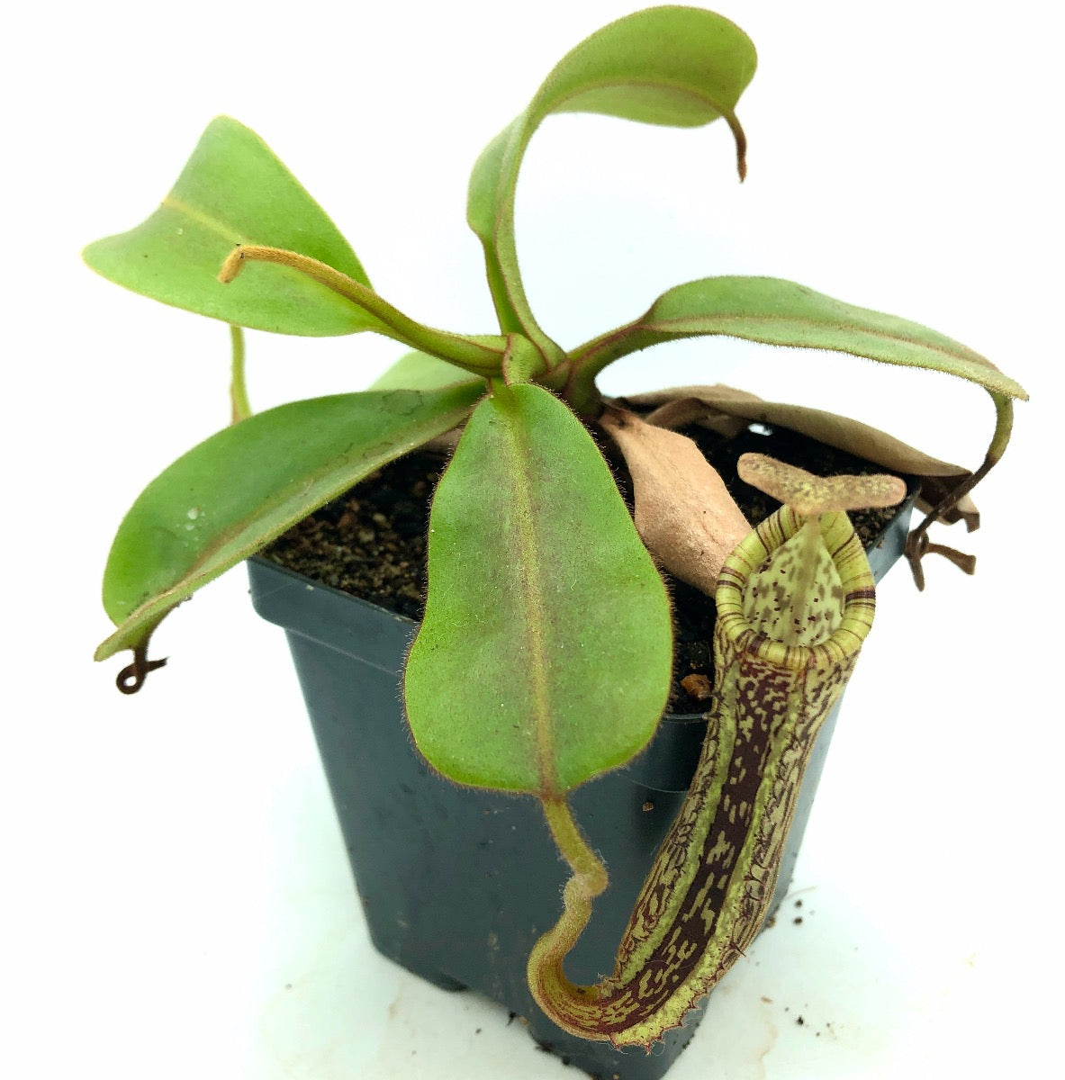 Nepenthes platychila x vogelii Seed Grown CK