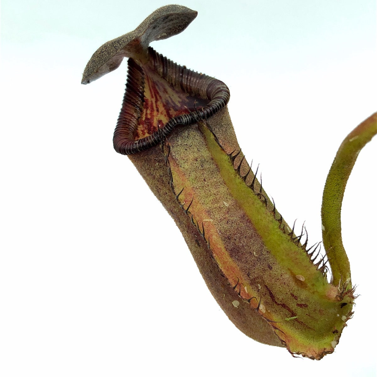 Nepenthes robcantleyi x lowii Seed Grown AW