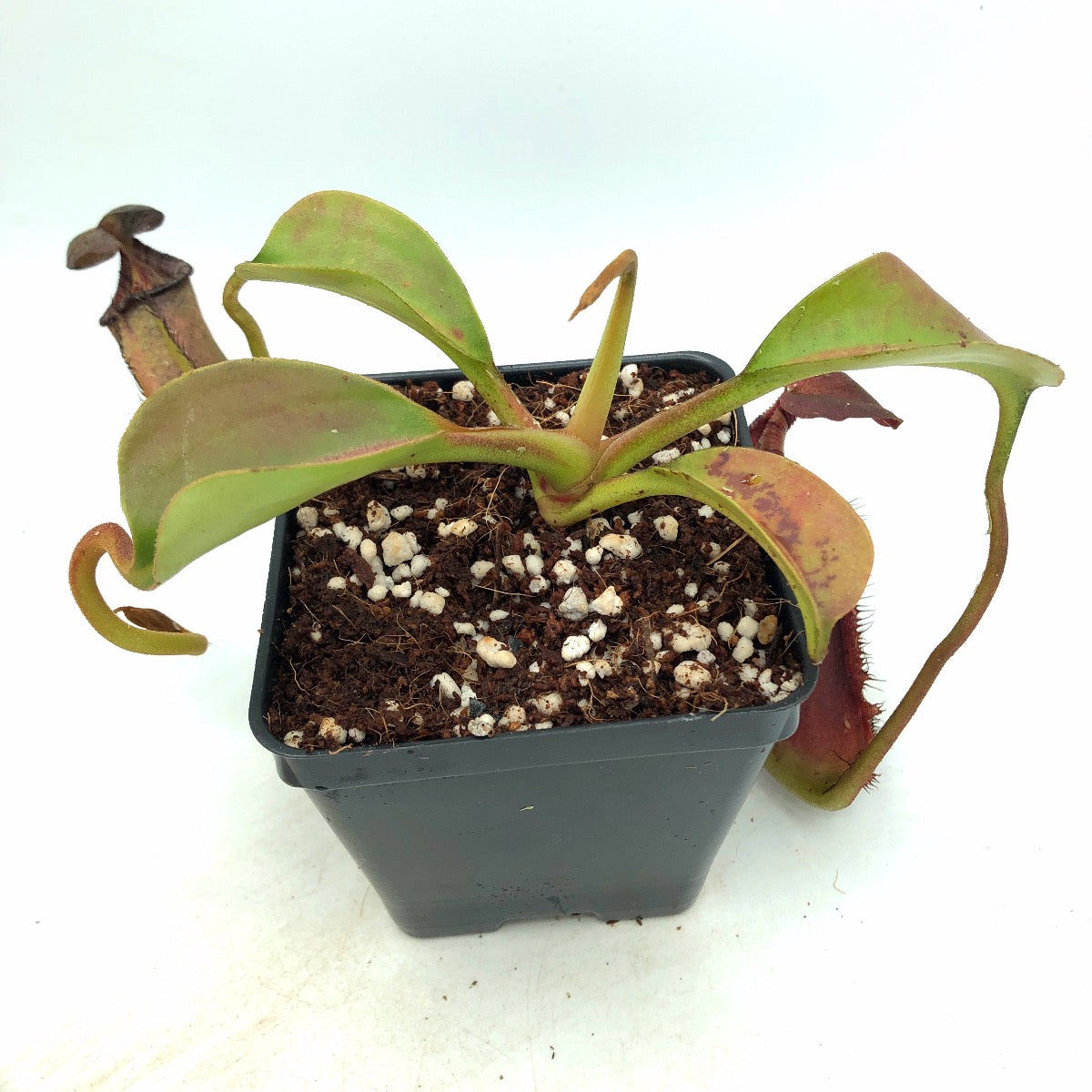 Nepenthes robcantleyi x lowii Seed Grown AW