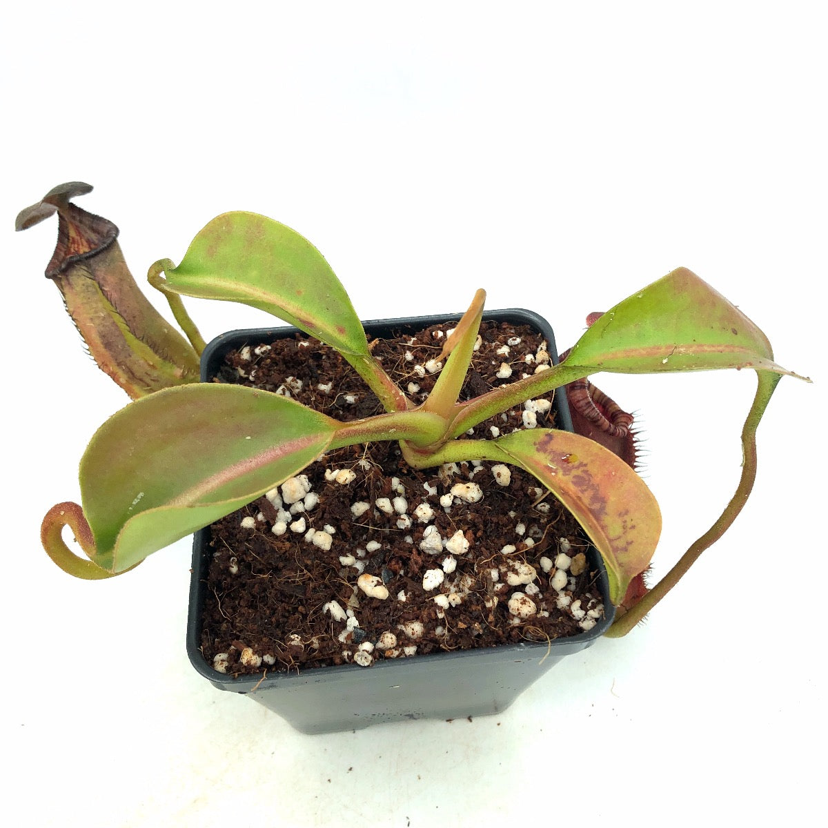 Nepenthes robcantleyi x lowii Seed Grown AW
