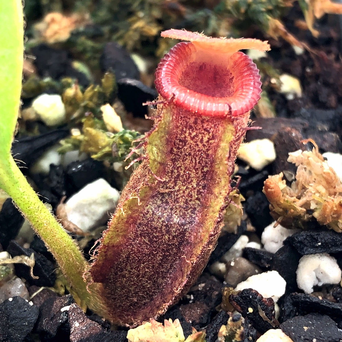 Nepenthes ([lowii x veitchii yellow] x boschiana) x trusmadiensis