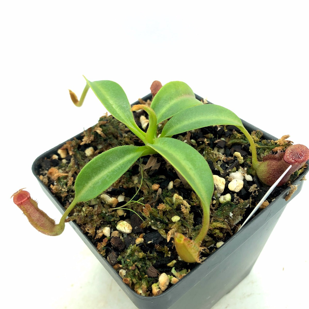Nepenthes ([lowii x veitchii yellow] x boschiana) x trusmadiensis