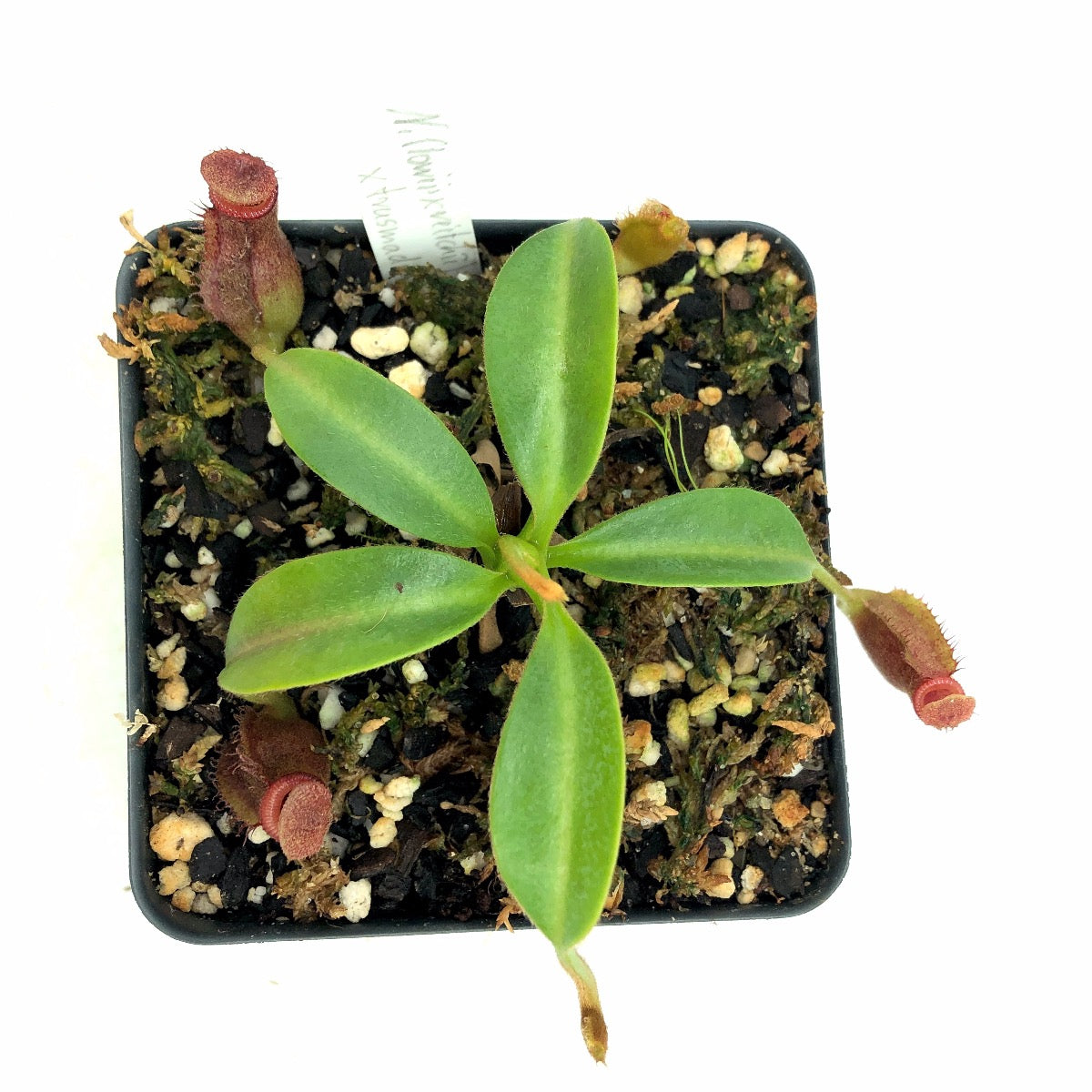 Nepenthes ([lowii x veitchii yellow] x boschiana) x trusmadiensis