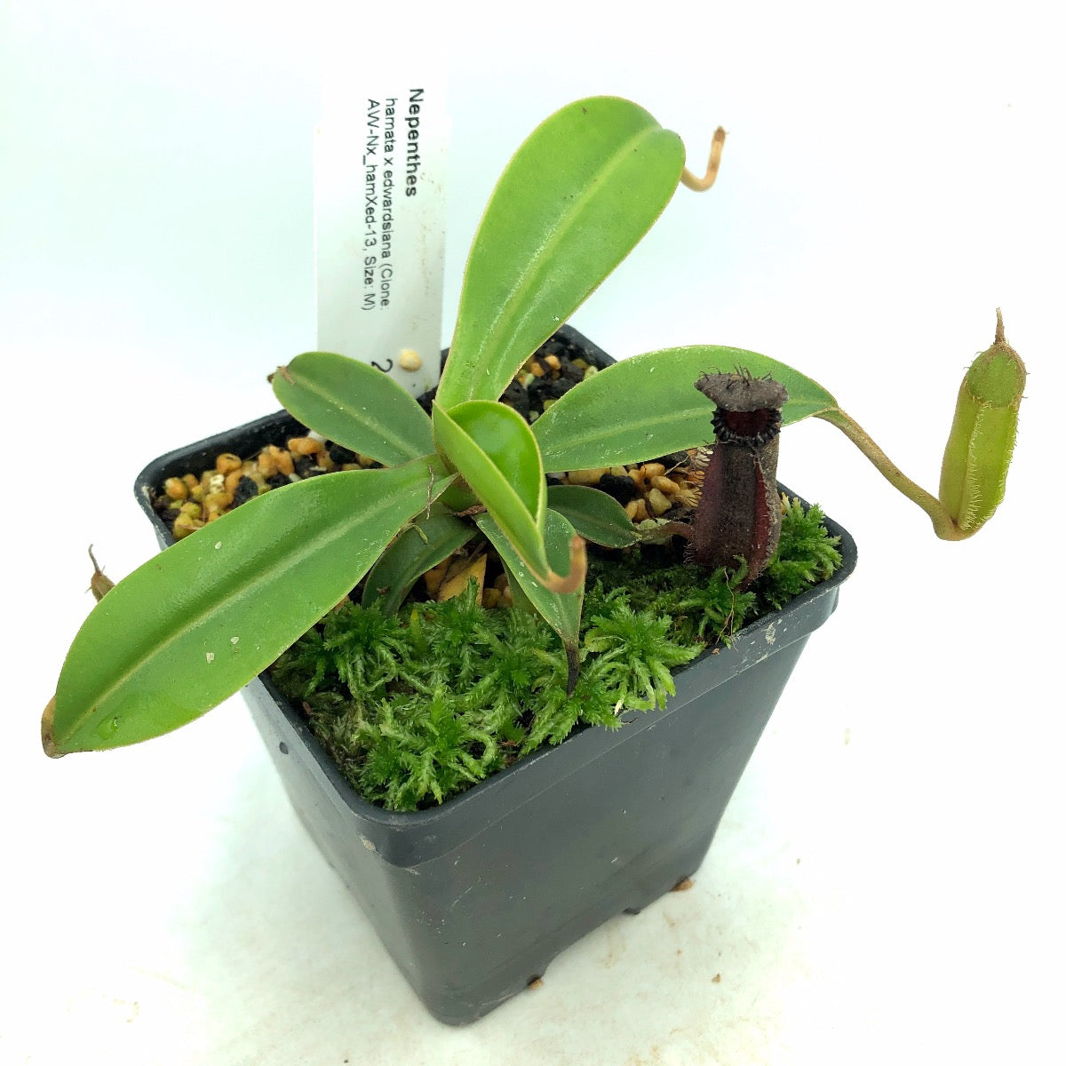 Nepenthes hamata x edwardsiana clone 13 Wistuba