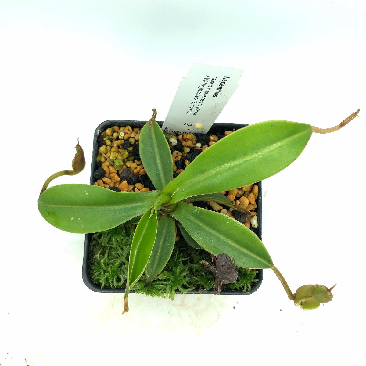 Nepenthes hamata x edwardsiana clone 13 Wistuba