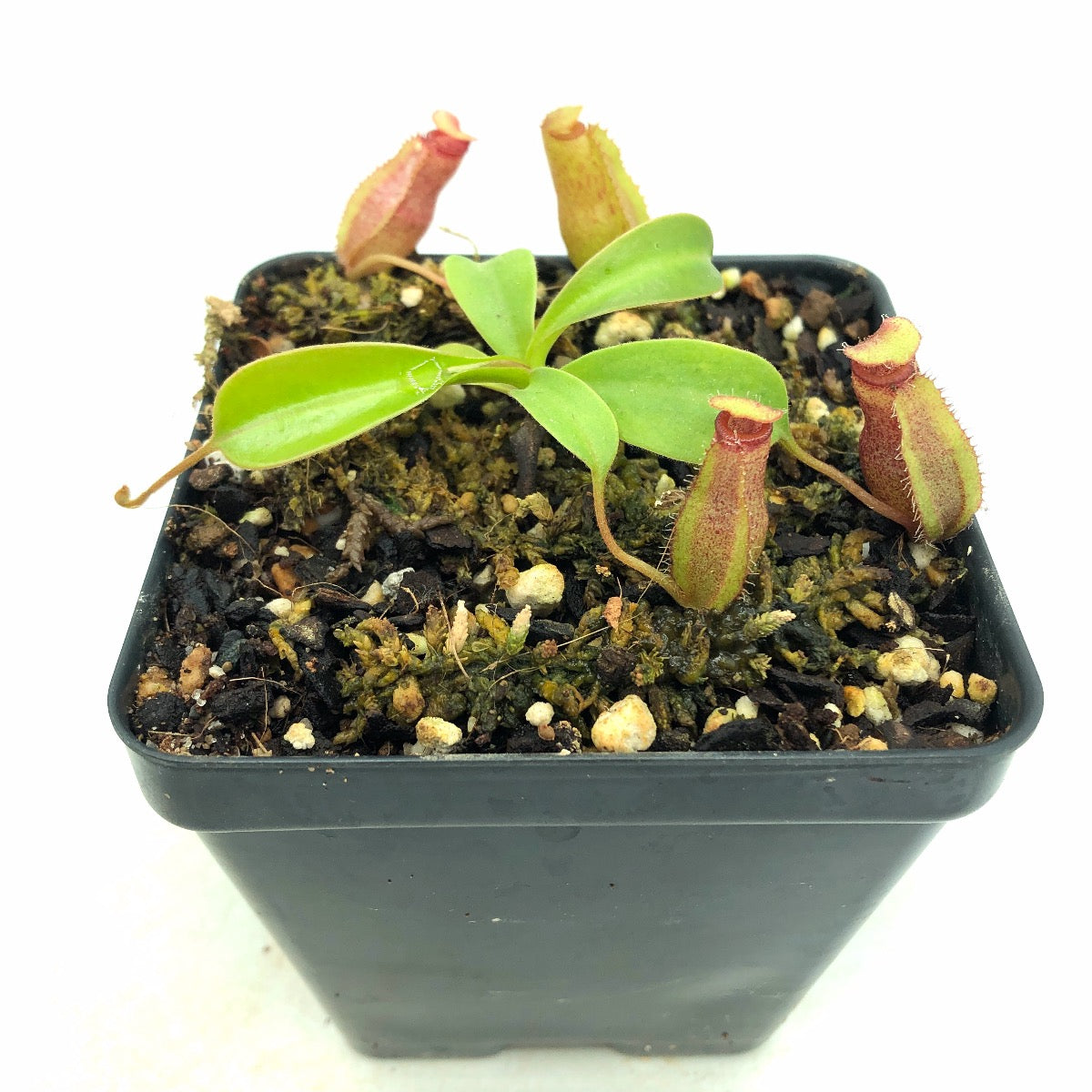Nepenthes "Sabre" (ventricosa x trusmadiensis) Seed Grown