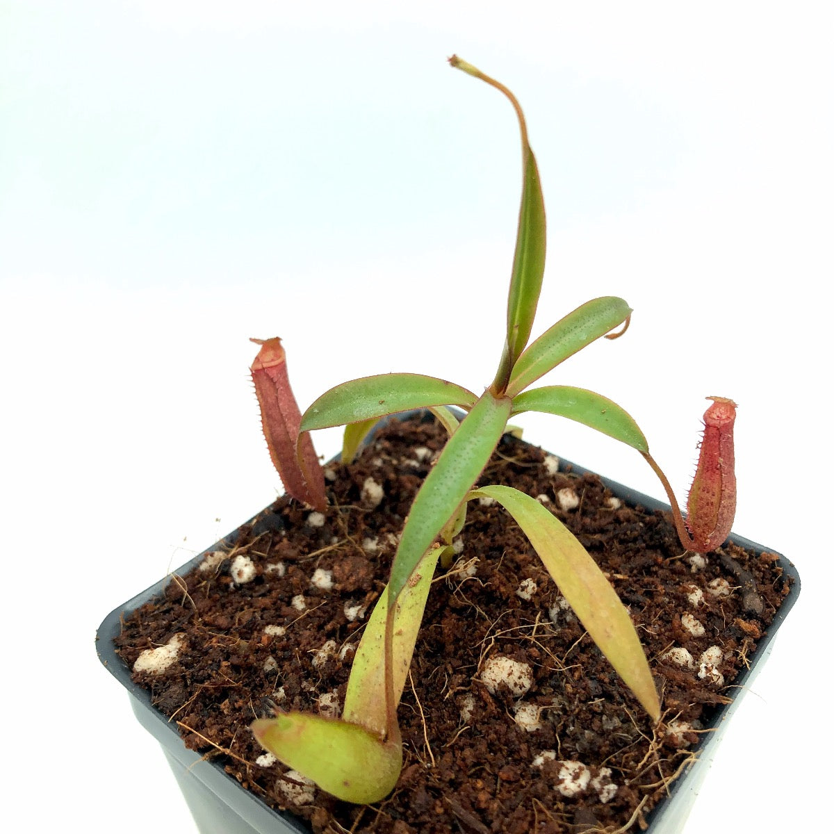 Nepenthes densiflora BE-3837