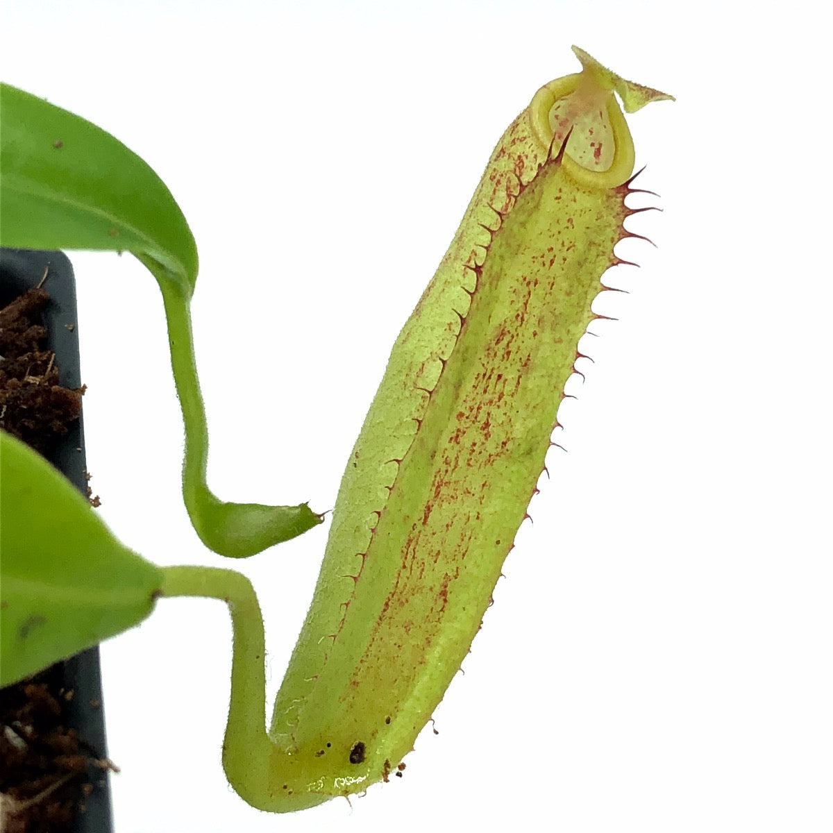 Nepenthes sp. 1 Sumata BE-3172