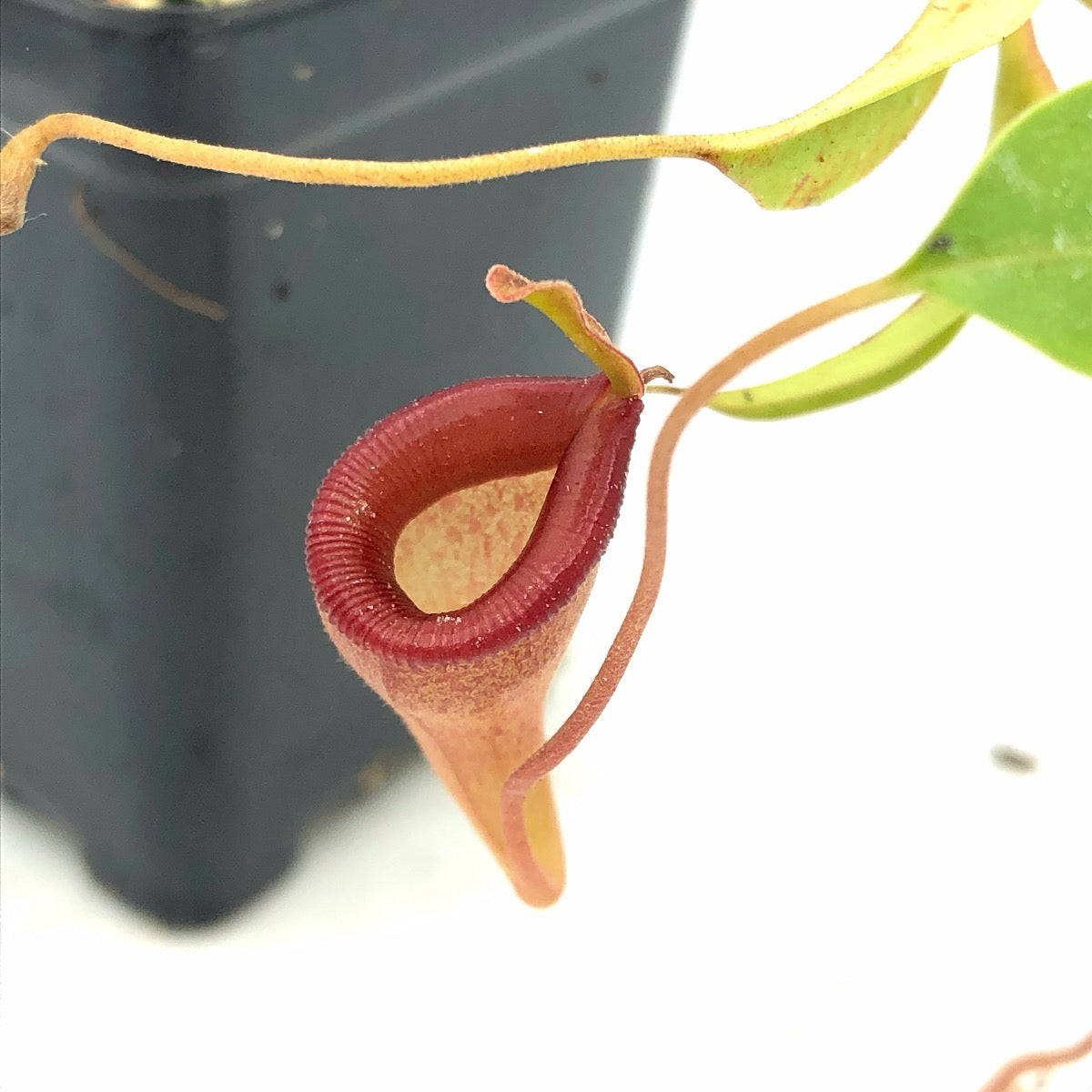 Nepenthes jamban Seed Grown RS