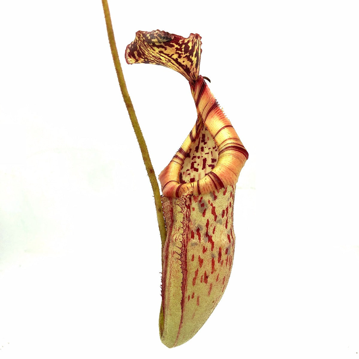 Nepenthes burbidgeae x villosa MT