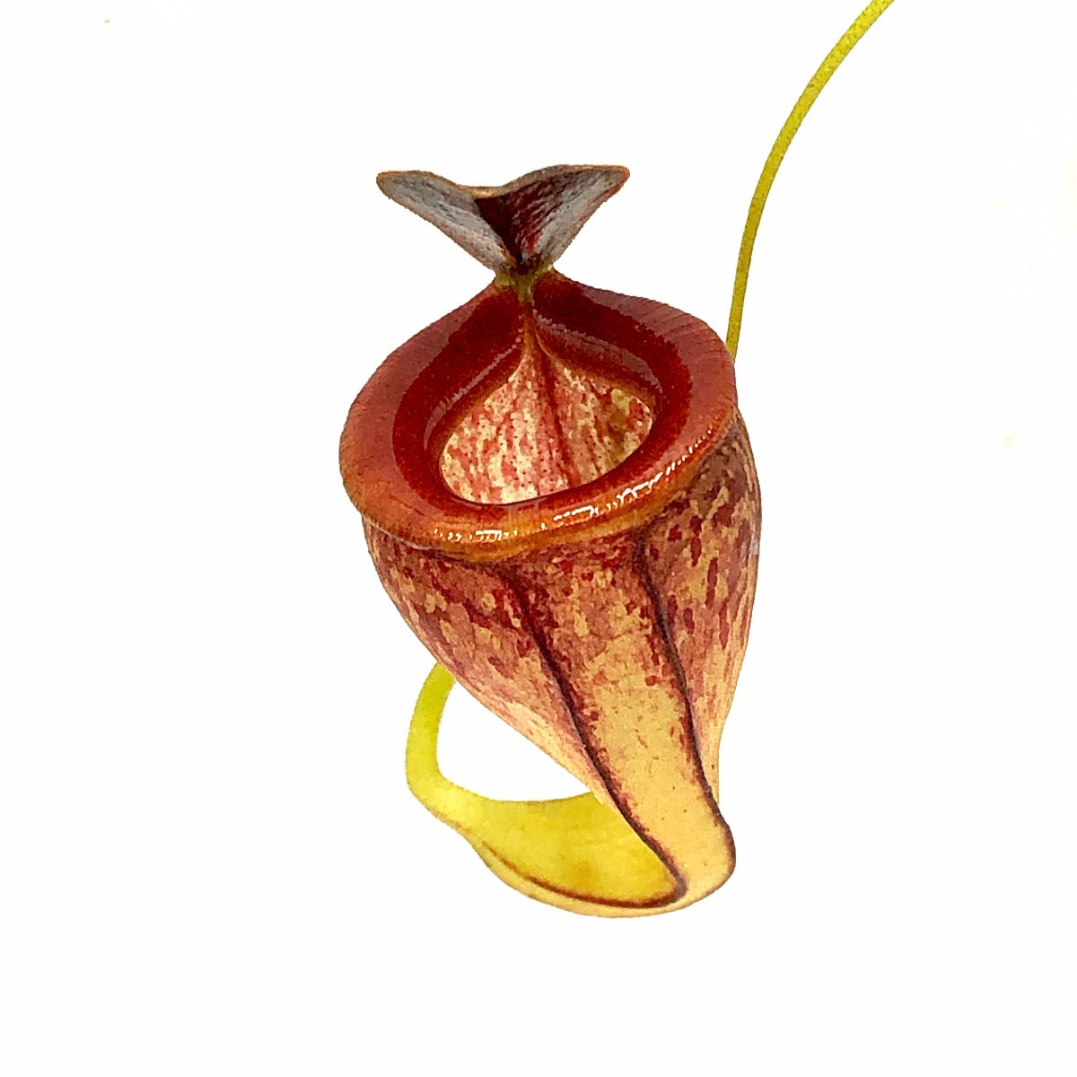 Nepenthes tenuis BE-4049 Specimen