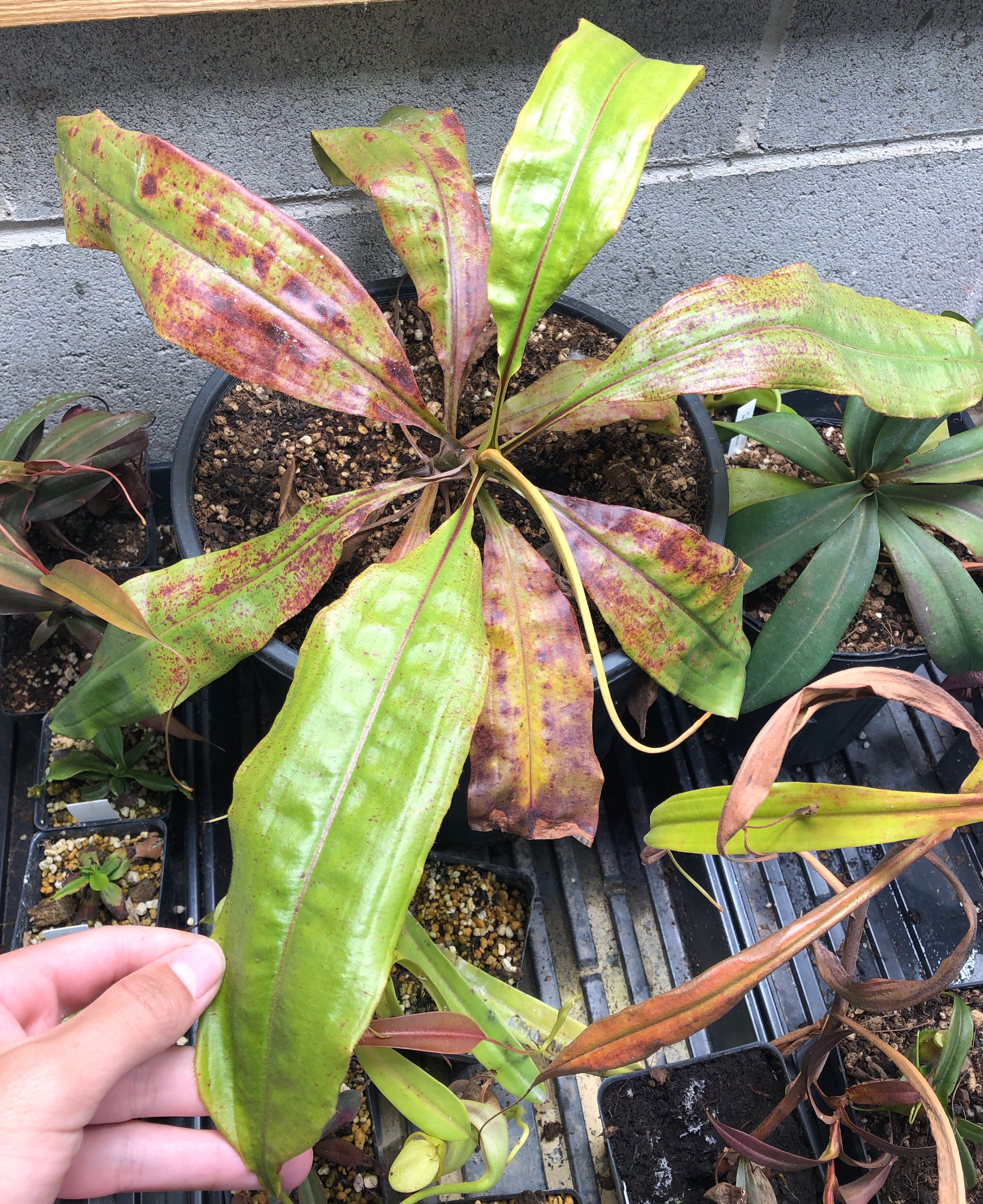 Nepenthes mirabilis var. echinostoma specimen