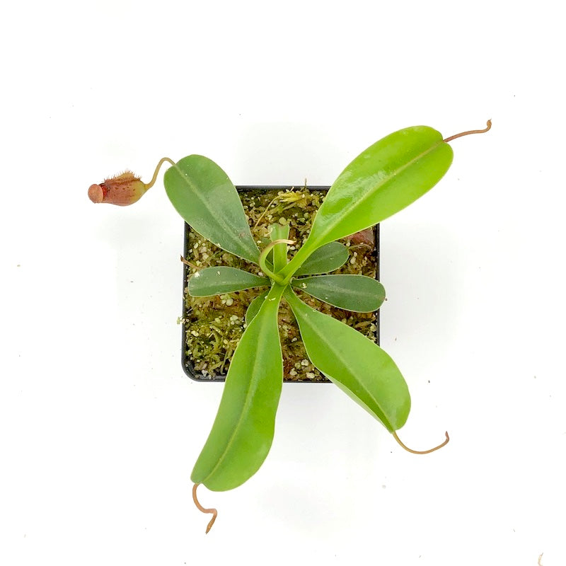 Nepenthes Ventricosa x Lowii Red Female